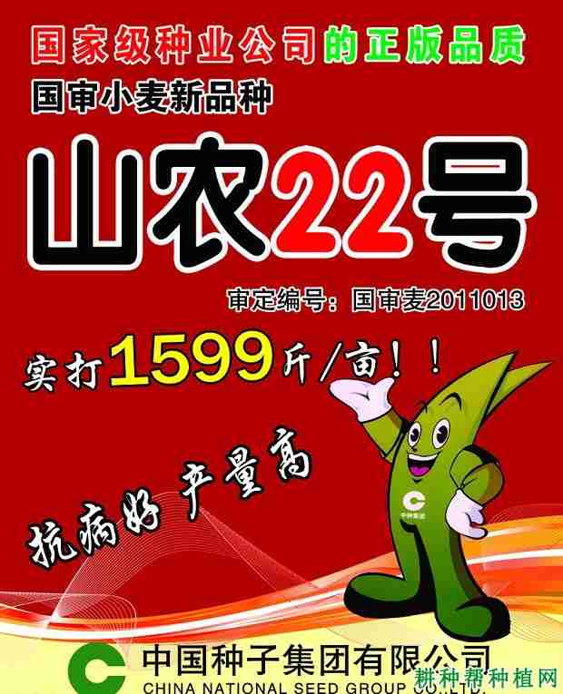 山农22号小麦品种好不好(山农22号小麦品种简介)